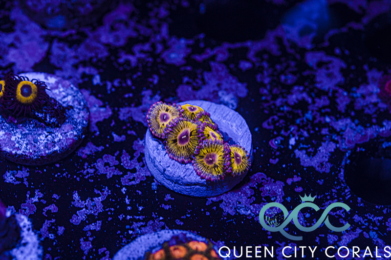 Chiquita Zoa - (WYSIWYG) | Queen City Corals