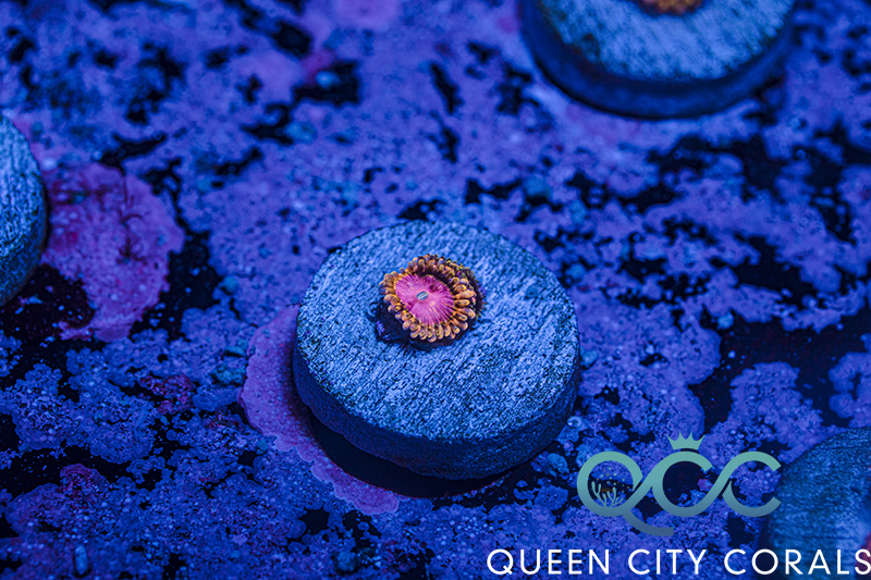 April 20231 Zoa 1J03