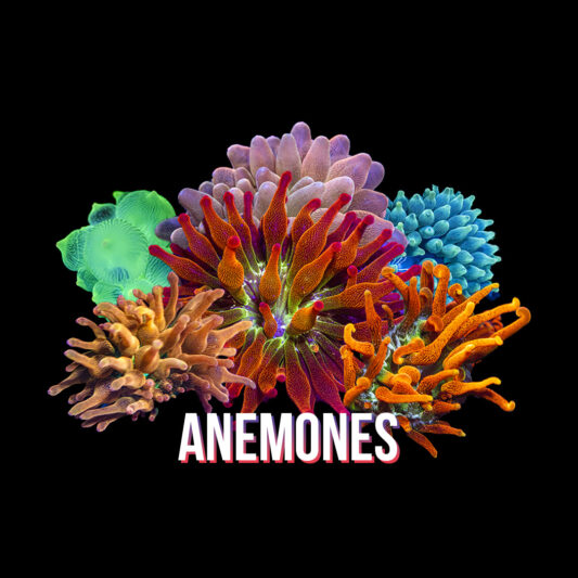 Anemones