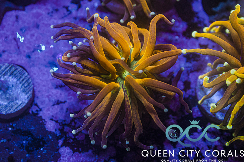 Holy Grail Tiger Torch - (WYSIWYG) | Queen City Corals