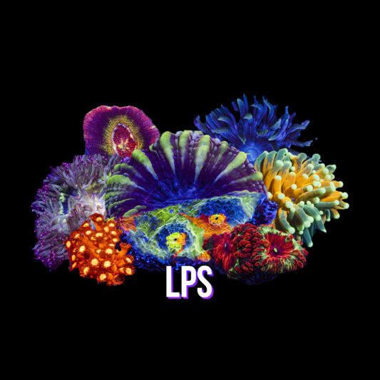 LPS