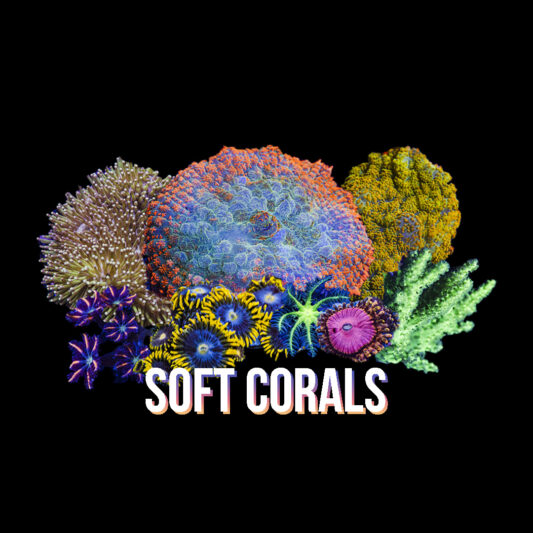 Soft Corals