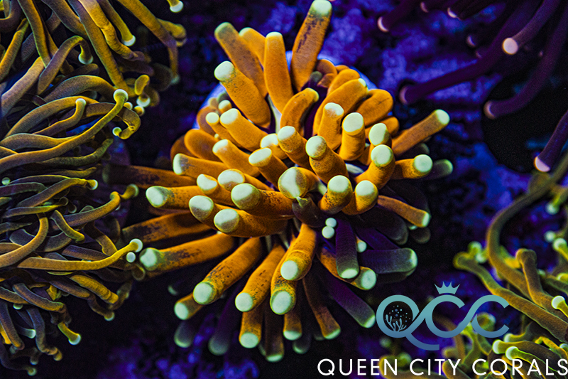 Tiger Torch - (WYSIWYG) | Queen City Corals