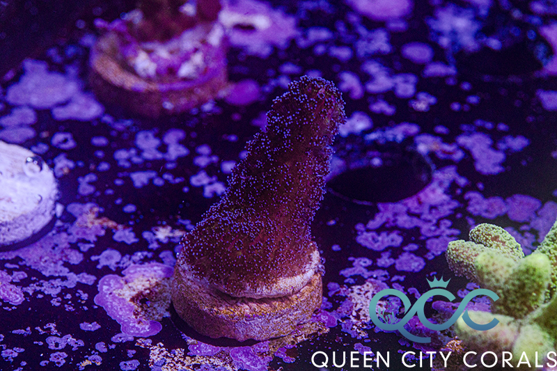 Milka Stylophora - (WYSIWYG) | Queen City Corals