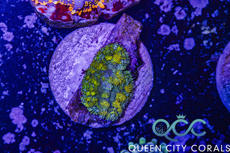 Golden Gonzo Dragon Bounce Mushroom - (WYSIWYG) | Queen City