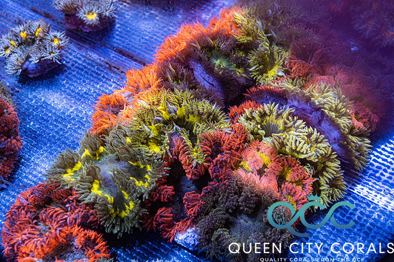 ☆USA☆ Ultra Flower Rock Anemone 