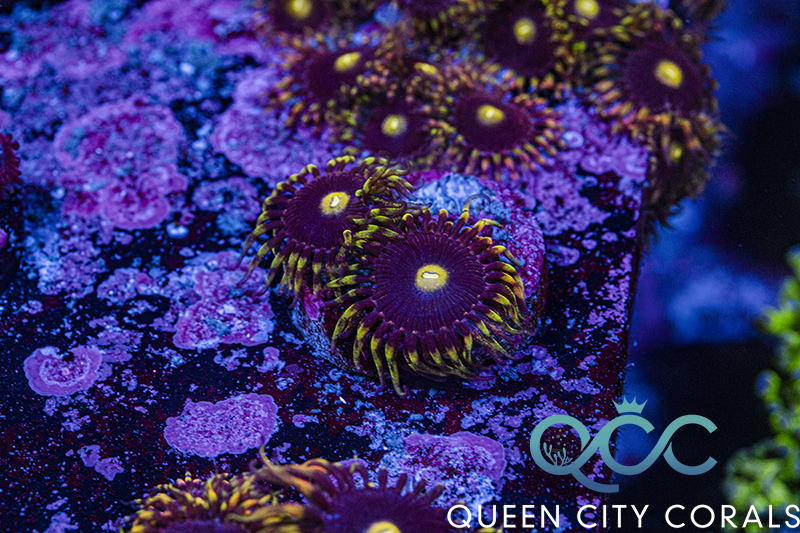 ZOA Watermelon Zoa - (WYSIWYG) | Queen City Corals