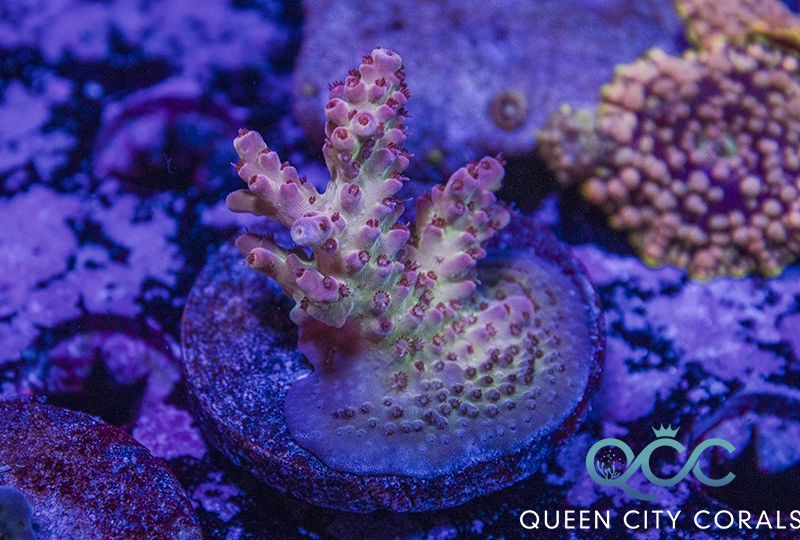 Pink Lady Acropora - (WYSIWYG) | Queen City Corals