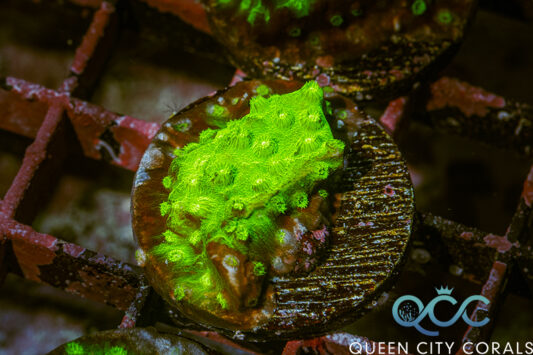 Neon Green Cyphastrea - (WYSIWYG)