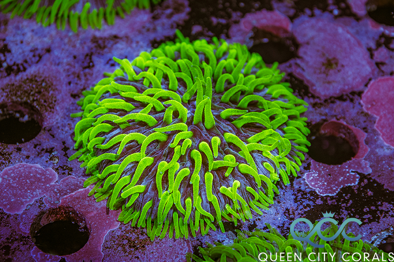 Coral Image