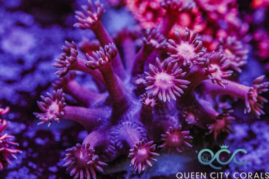 Black Widow Anemone - (WYSIWYG) | Queen City Corals