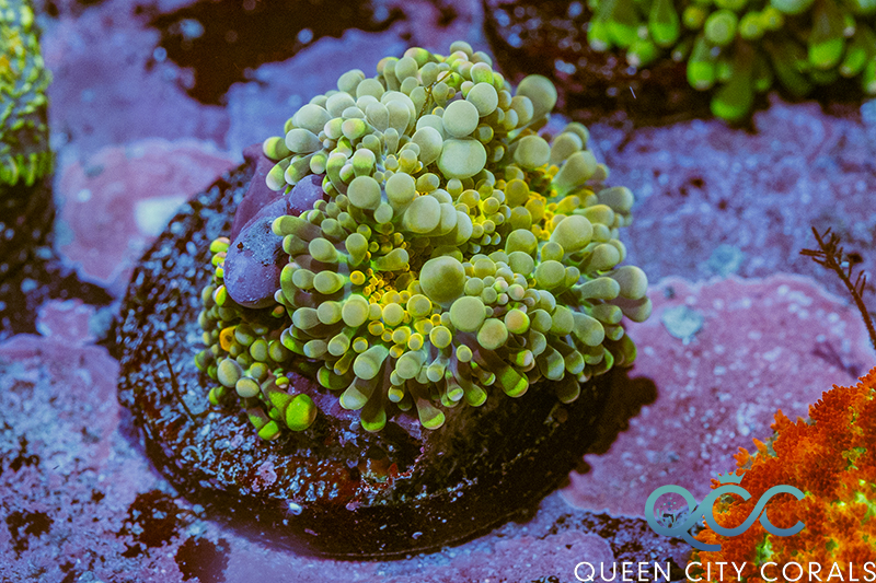 Coral Image