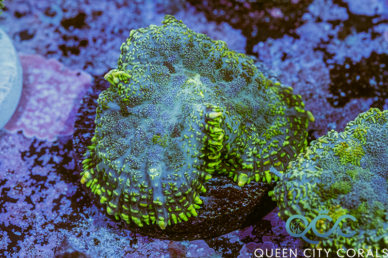 Coral Image