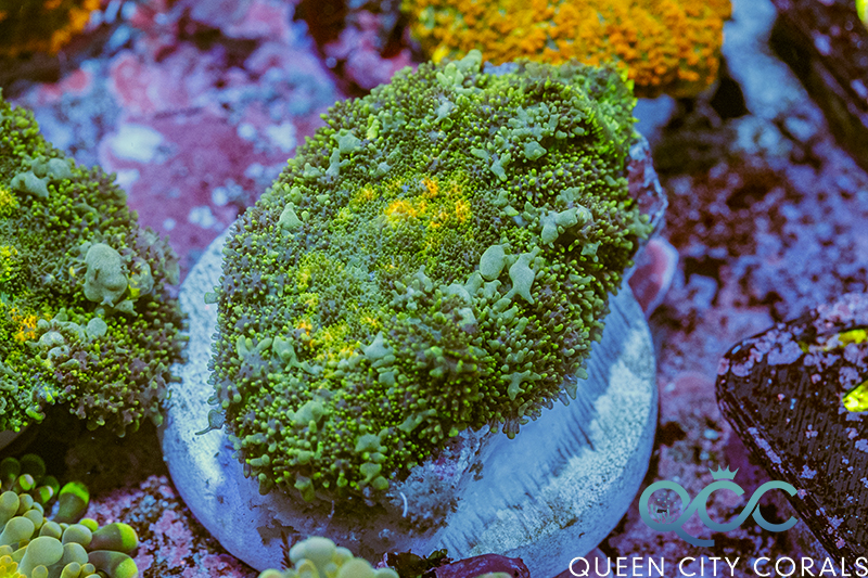 Coral Image