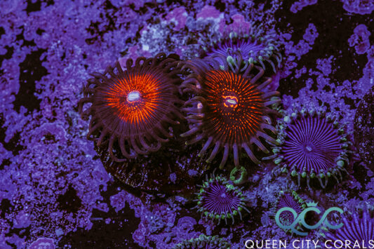 ZOA Psycho Venom Zoa (10-15 Polyps colony) | Corals Anonymous