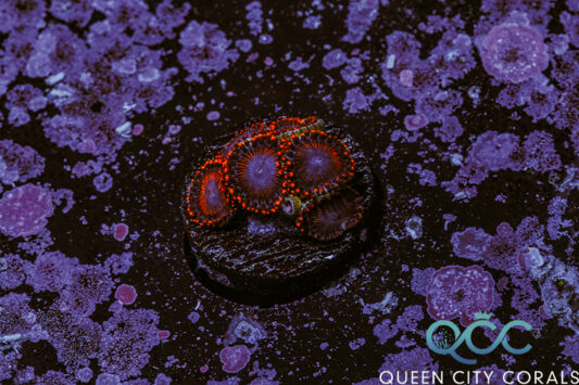 Solar Flare Zoa - (WYSIWYG) | Queen City Corals