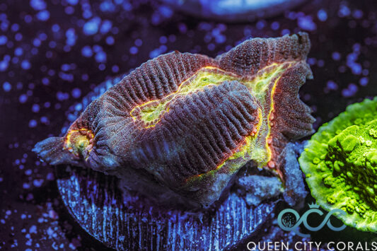 廃盤品 サンドピクチャー Rainbow Vision TXシリーズ Coral Rainbow Australophyllia Wilsoni - (WYSIWYG) | Queen City Corals