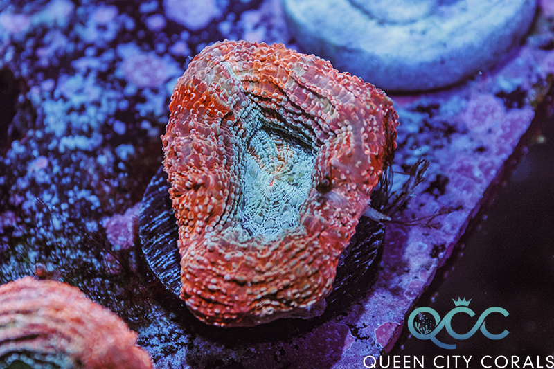 Coral Image