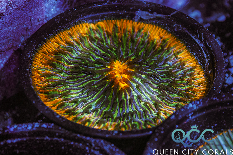 Coral Image