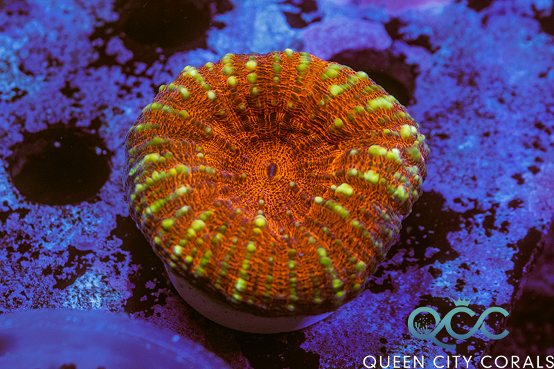 Coral Image