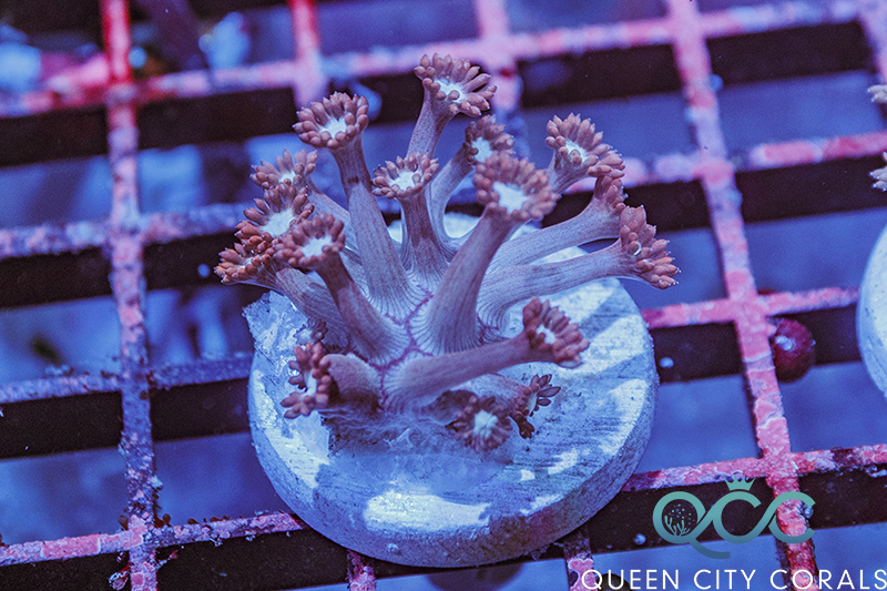 Coral Image