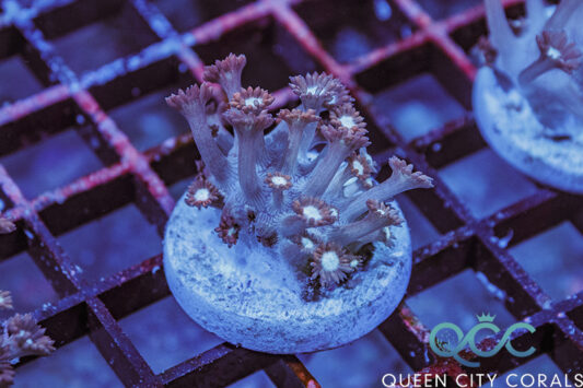 Cherry Pink Goniopora - (WYSIWYG) | Queen City Corals
