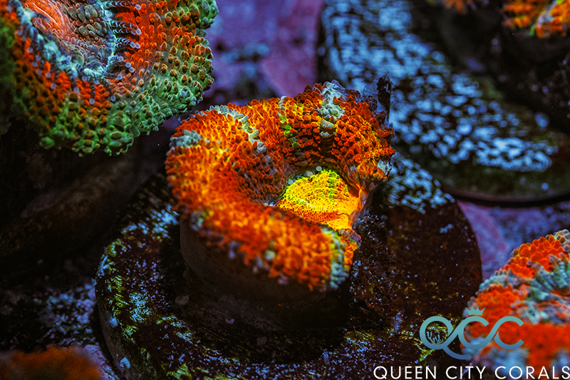 Acan Coral