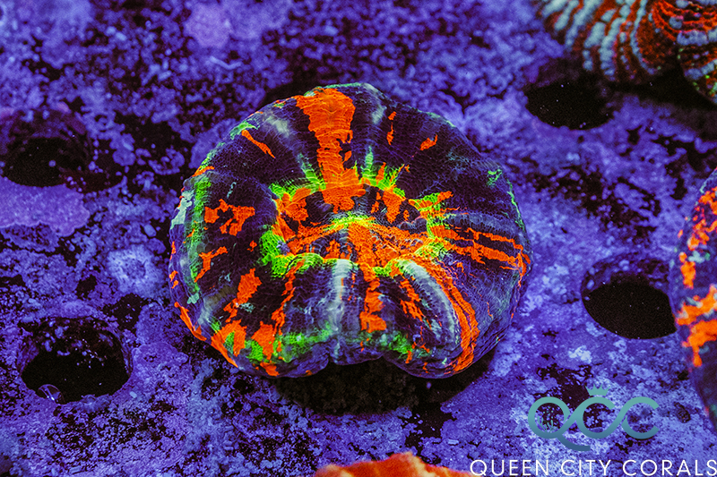Coral Image