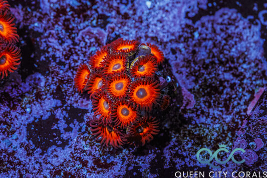 JF Stargazer Zoa - (WYSIWYG) | Queen City Corals