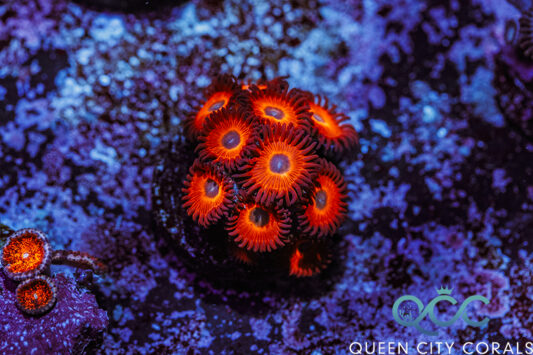 Watermelon Zoa - (WYSIWYG) | Queen City Corals