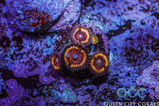 Candy Apple Pink Zoa - (WYSIWYG) | Queen City Corals