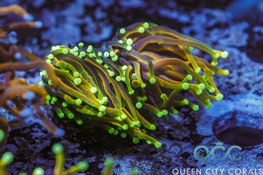 中国國寶珊瑚 Chinese Treasure-Coral of Luxor’s Luxor’s of 中国國寶珊瑚 Treasure-Coral Chinese