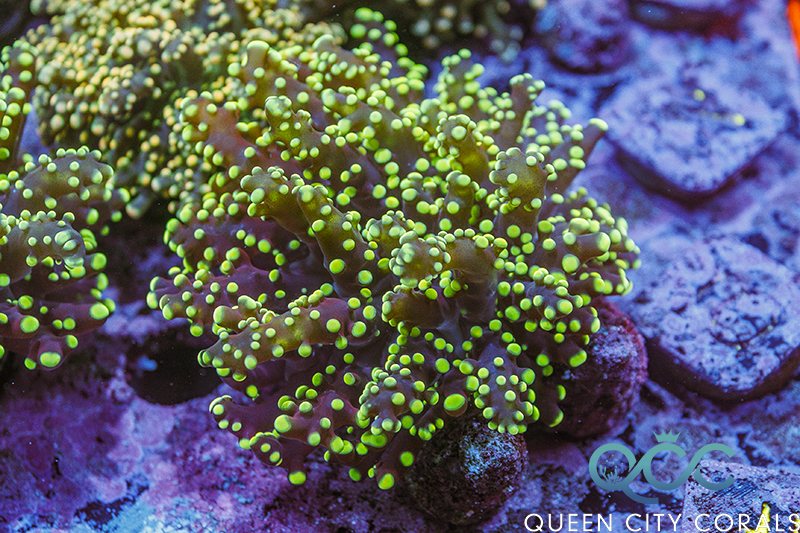 Coral Image