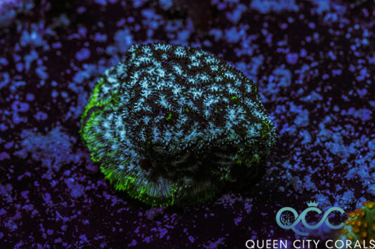 Mr. Freeze Leptoseris - (WYSIWYG)