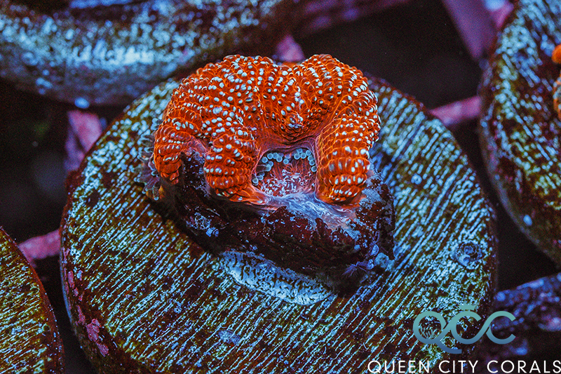 Coral Image