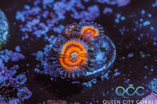 ZOA Watermelon Zoa - (WYSIWYG) | Queen City Corals