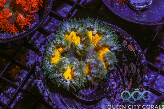 Ultra Rock Flower Anemone - (WYSIWYG)