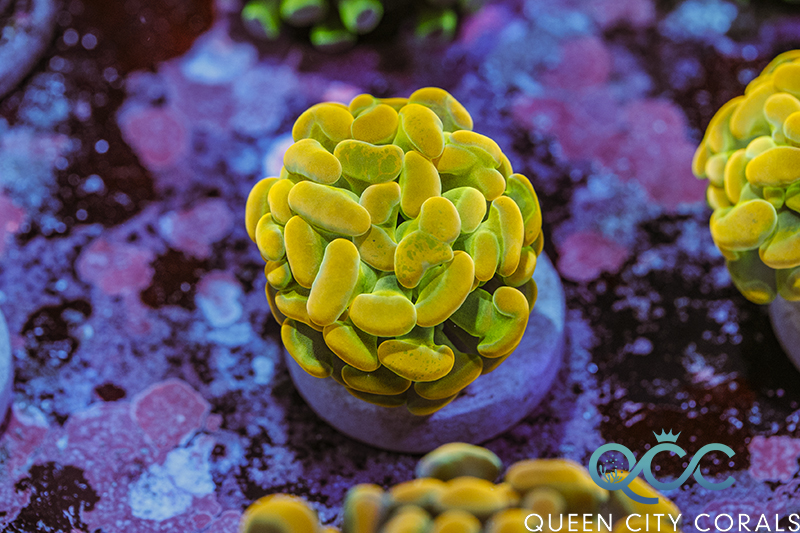 Coral Image