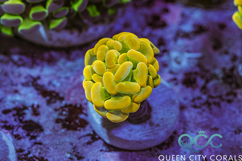 Coral Image