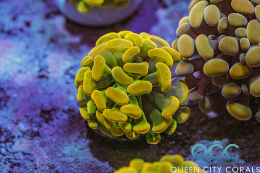 QCC Rainbow Hologram Hammer - (WYSIWYG) | Queen City Corals