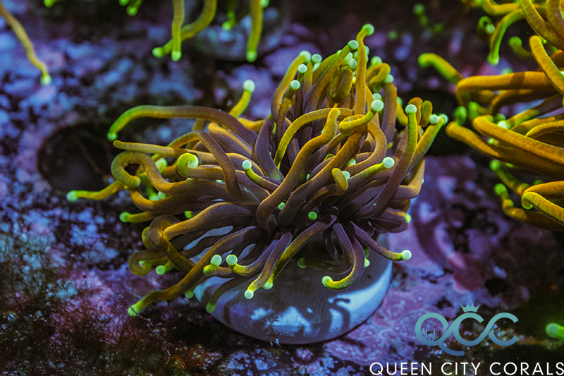 Coral Image
