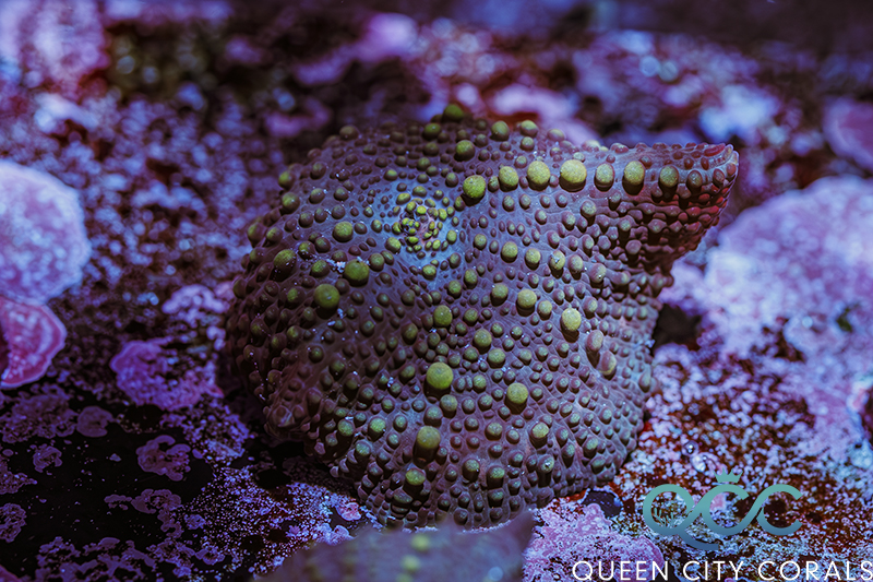 Mushroom Coral