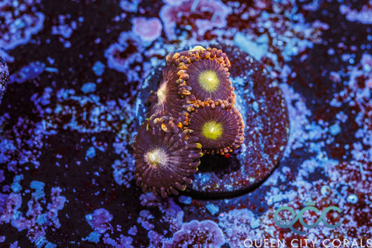 CK Bozo's Birthday Zoa - (WYSIWYG) | Queen City Corals