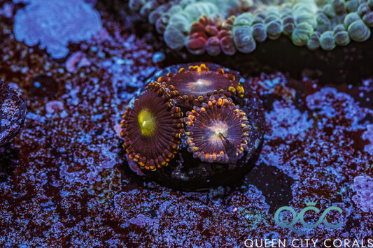 ZOA 　　　　　　　　　　　　　　　　　Z.O.A