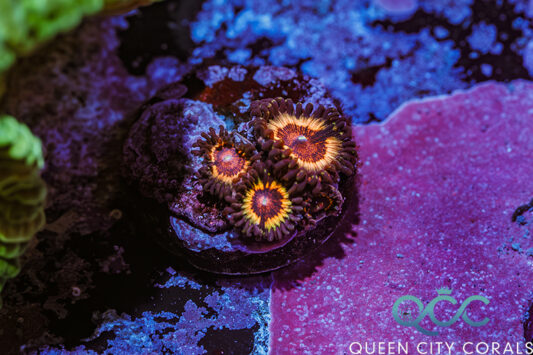 ZOA Space Chaos Zoa - (WYSIWYG) | Queen City Corals