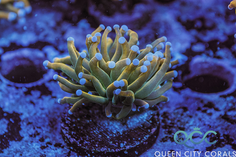 Torch Coral