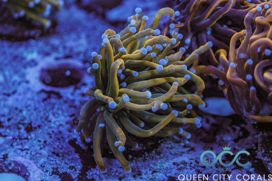 Malaysian Sun God Torch - (WYSIWYG) | Queen City Corals