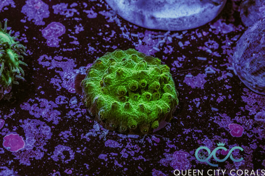 Neon Green Cyphastrea - (WYSIWYG)