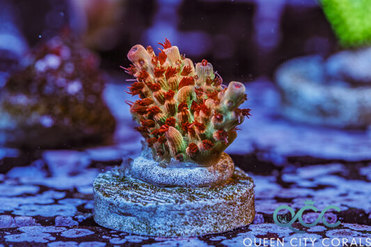 CR Dare Devil Acropora - (WYSIWYG)