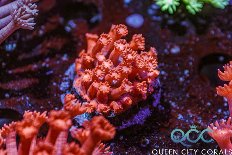コロニスタ　CONPE10　Coral コーラルピンク CONPE10 Coral | COLONISTA